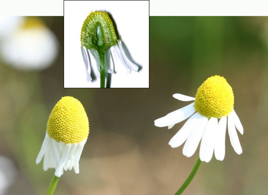 Kamille Blütencollage