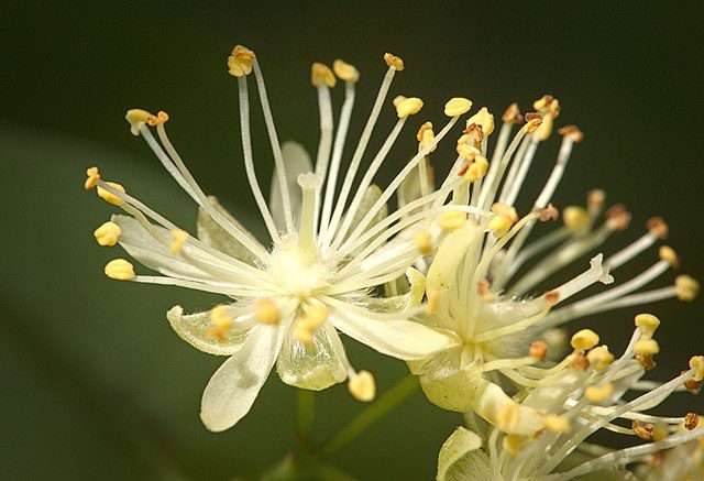 Lindenblüten