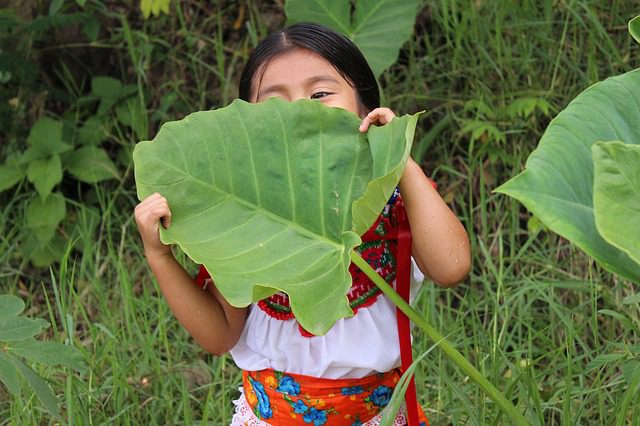 Indigenes Mädchen mit Heilpflanze
