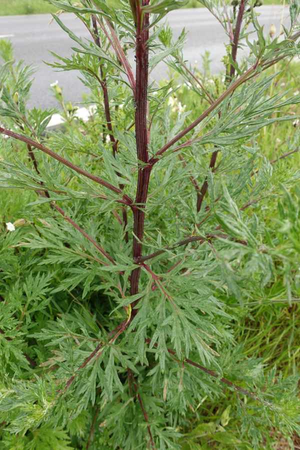 Artemisia mit rotem Stängel