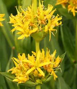 Chaotische Blütenstände des Gelben Enzians
