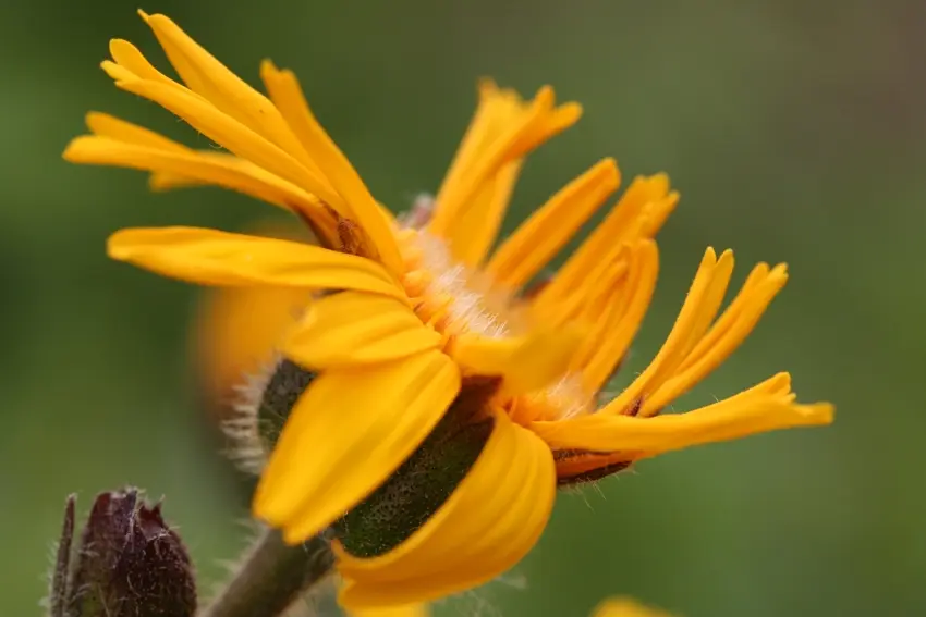Seitenansicht der Arnika-Blüte