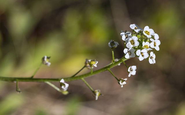 Capsella_bursa-pastoris emsiger Blütenstand