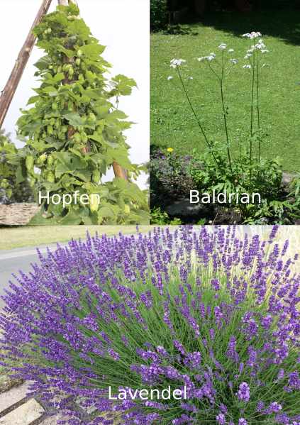 Hopfen Baldrian Lavendel