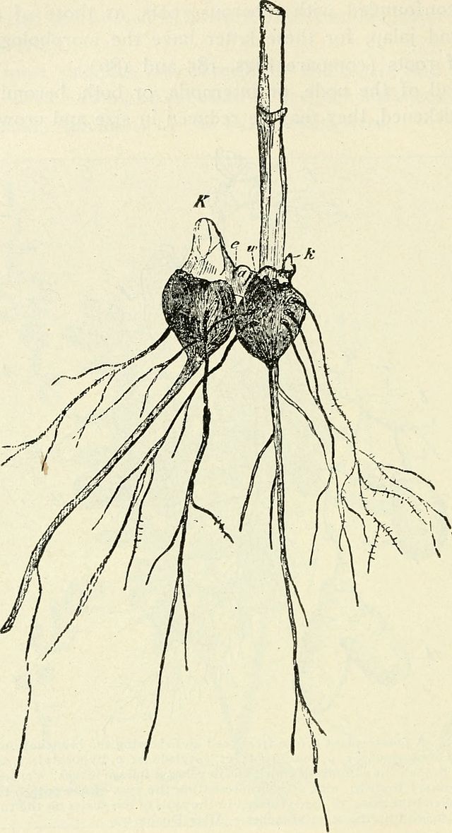 Aconitum Wurzel
